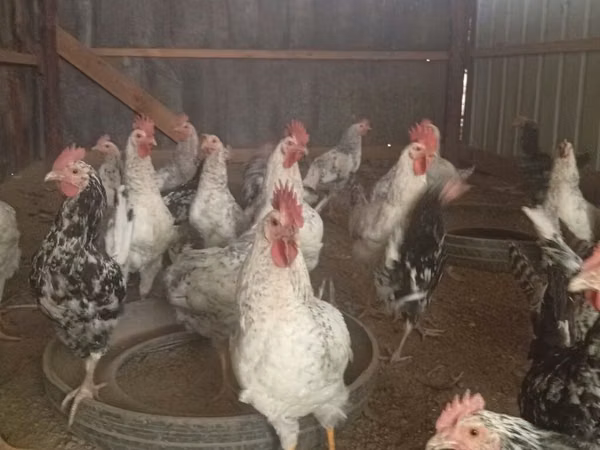 Chickens — Kirgisistan