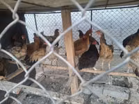 Chickens — Foto 3
