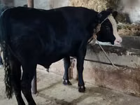 गाय, मवेशी — फ़ोटो 5