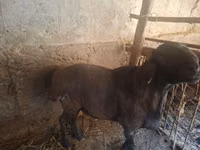 Carnero, Ovejas — foto 6