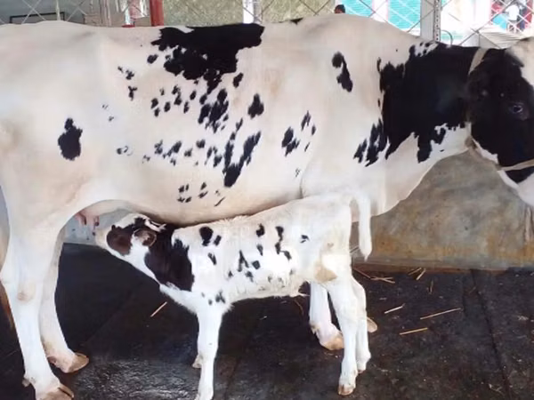 Kuh, Holstein-Rasse