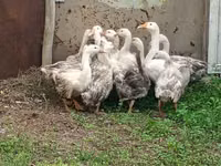 ليندا — الصورة 2