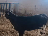 Kuh, Simmental cattle — Foto 4