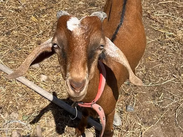 Ziegenbock, Nubian Goat