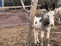 Caballo, Caballos — foto 3
