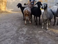 母羊, Sheep — 照片 3