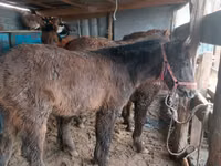 Pferde (Partie, Geschlecht nicht angegeben), Kazakh horse — Foto 1