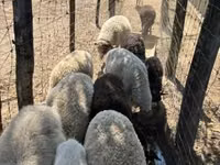 Schaf, Merino sheep — Foto 3