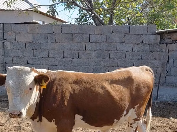公牛, Swiss cattle — 哈萨克斯坦