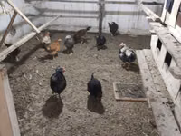 Chickens — 1-сурет