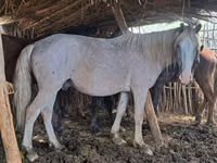 Horse (M), Kazakh horse — photo 1