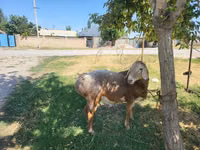كبش, Arashan sheep — الصورة 1