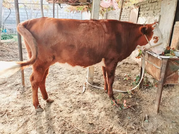 ثور, Simmental cattle