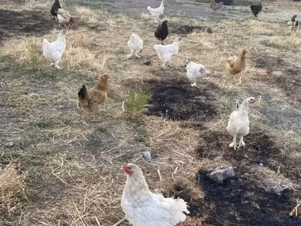 Chickens — Kirgisistan