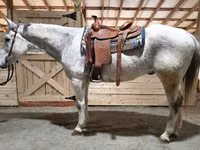 घोड़ा, Quarter Horse — फ़ोटो 1