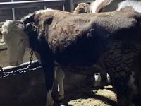 Bull, Latvian Blue cattle — photo 5