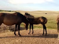 Mare, Horses — photo 1