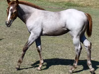 Бие, Quarter Horse — 8-сурет