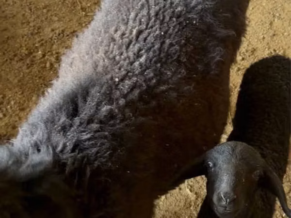 Sheep, Sheep