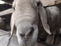 كبش, Rhon sheep — الصورة 1