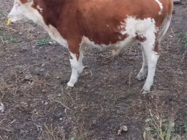 सांड, Simmental cattle