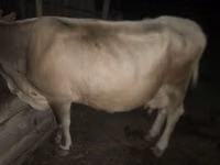 母牛, Cattle — 照片 3