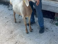 Sheep, Edilbay sheep — photo 4