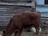 母牛, Cattle — 照片 1