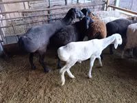 Schaf, Rhon sheep — Foto 8