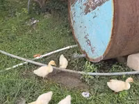 Geese — Foto 2