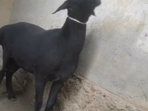 كبش, الأغنام — أوزبكستان