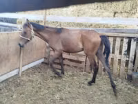 حصان, French Trotter — الصورة 2