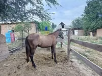 Stute, French Trotter — Foto 3
