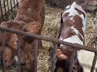 公牛, Simmental cattle — 照片 6