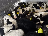 Buqa, Simmental cattle — 2-rasm
