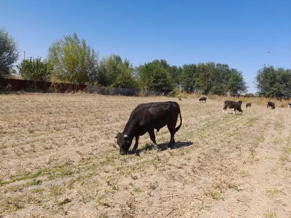 公牛, Swiss cattle — 哈萨克斯坦