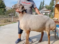 Oveja, Arashan sheep — foto 1
