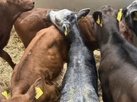 Rinder (Partie, Geschlecht nicht angegeben), Rinder — Foto 2