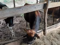 公牛, Russian Black pied cattle — 照片 2