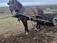 Mare, Horses — photo 4