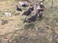 Turkeys — Foto 2