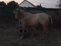 Stute, Palomino — Foto 3