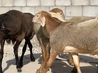 Carnero, Arashan sheep — foto 3