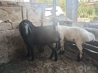 Carnero, Rhon sheep — foto 1