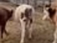 Bulle, Simmental cattle — Foto 7