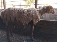 Oveja, Arashan sheep — foto 5