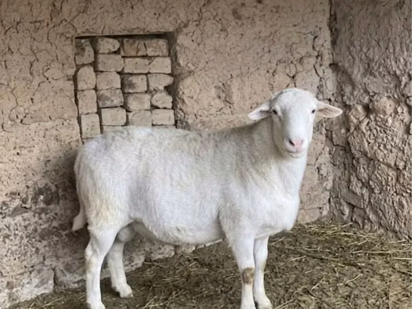 Кочкор, Дорпер кой