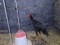 Chickens — Foto 2