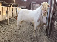Ziegenbock, Gulabi goats — Foto 3