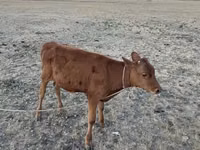 Kuh, Latvian Blue cattle — Foto 2